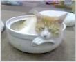 「ねころび」の猫鍋