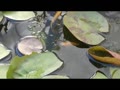 睡蓮鉢のメダカの食事風景